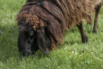 Німеччина, Баварія, коричневий гора вівці на галявині — стокове фото