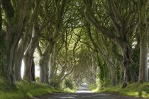 Reino Unido, Irlanda del Norte, Condado de Antrim, camino vacío entre árboles - foto de stock