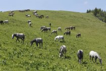 Lipizzan Horses on summer paure at Stubalpe mountain at daytime, Styria, Áustria — Fotografia de Stock