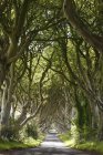 Reino Unido, Irlanda do Norte, Condado de Antrim, Vista da estrada vazia através de árvores — Fotografia de Stock