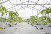 Cultivation of tomato plants in green house at daytime — Stock Photo