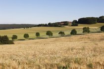 Alemanha, Baviera, Vista do campo de cereais perto de Beratzhausen — Fotografia de Stock