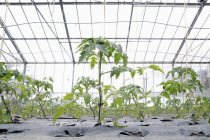 Cultivation of tomato plants in green house at daytime — Stock Photo