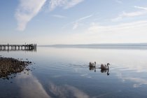 Германия, Бавария, немые лебеди в Аммерзее, пристань на заднем плане — стоковое фото