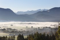 Деревья и горы в тумане — стоковое фото