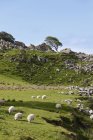 United Kingdom, Northern Ireland, County Antrim, sheep grazing on grassy landscape — Stock Photo