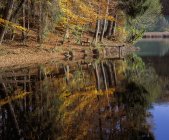 Германия, Бавария, Верхняя Бавария, осенний лес с прудом — стоковое фото