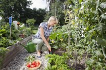 Donna matura con verdure in giardino — Foto stock