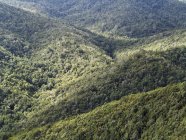 España, La Gomera, Vista del bosque de laurel en el Parque Nacional Garajonay - foto de stock
