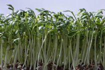 Салат Кресс-салат с видом на листья крупным планом — стоковое фото