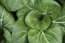 Top view of Cultivation of green pak choi — Stock Photo