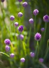 Close up of chive flowers — Stock Photo