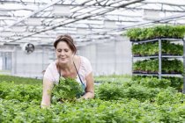 Mulher em estufa entre plantas de salsa — Fotografia de Stock