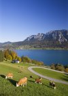 Montaña Hoellen con vacas pastando - foto de stock