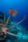 Океания, Палау, лептовер мертвых кораллов с новой жизнью на вершине — стоковое фото