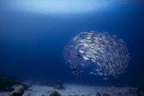 Fischschwärme tagsüber im Meerwasser — Stockfoto