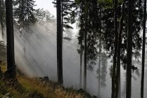 Австрия, Тироль, Альпы Кимгау, Лес и деревья над Туманом на холме — стоковое фото