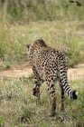 Африка, Намібія, Okonjima природа заповідника, Гепард, Acinonyx Jubatus, рідкісний вид — стокове фото