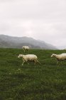 Italy, Sardinia, Alghero, Sheeps on meadow over green grass  during daytime — Stock Photo