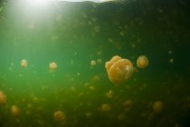 Плямистий медуза стадо — стокове фото