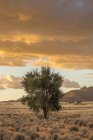 Африка, Намібія, Sossus Vlei, Єдине дерево на заході сонця — стокове фото