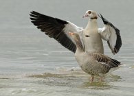 Ganso de greylag salvaje y ganso egipcio con alas extendidas en el agua - foto de stock
