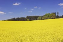 Германия, Бавария, вид на рапсовое поле — стоковое фото