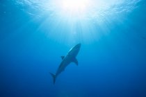 Tubarão branco vista inferior — Fotografia de Stock
