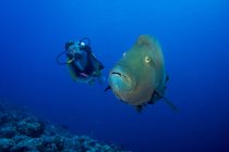Ozeanien, Palau, Napoleonfische, Cheilinus undulatus und Taucher — Stockfoto