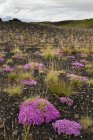 Islande, plantes à fleurs roses dans la région des hautes terres du Sud pendant la journée — Photo de stock