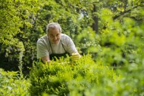 Giardiniere senior al lavoro — Foto stock
