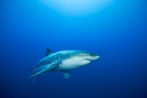 Mexiko, Guadalupe, Pazifik, Weißer Hai carcharodon carcharias — Stockfoto