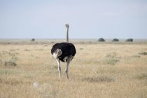 Африка, Намибия, Национальный парк Этоша, африканский страус на поле, Struthio camelus — стоковое фото