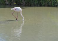 Flamenco con cabeza bajo el agua - foto de stock