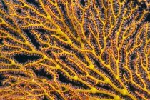 Океания, Палау, морской веер, частичный вид — стоковое фото