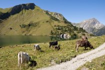 Vacas pastando en pradow6 - foto de stock