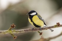 Blue Jay Bird Perched Between Branches Stock Photo 1234804558