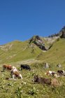 Vacas pastando en el prado - foto de stock