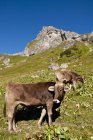 Austria, Vacas pastando en el prado alpino de los Alpes de Tannheim durante el día - foto de stock