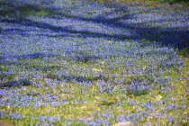 Німеччина, Гессен, Вісбаден, Луговий alpine квітка цвіте — стокове фото