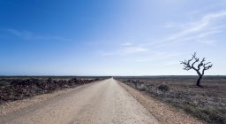 Прямая дорога с голым деревом — стоковое фото