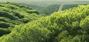 Pineta sulle colline — Foto stock