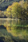 Австрия, озеро Лангбатзее и вырубка деревьев — стоковое фото