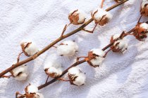Planta de algodón sobre toalla textil blanca - foto de stock