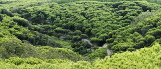 Bosque de pinos en colinas - foto de stock