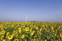 Олія соняшникова поля з вітрової турбіни — стокове фото