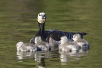 Белощекие гусак з курчат плаваючі у воді — стокове фото