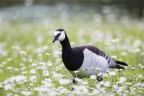 Barnacle Goose polluelo caminando en pradera de flores - foto de stock