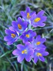 Deutschland, Nahaufnahme von Krokusblüten im Freien — Stockfoto