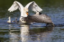 Germania, Baviera, Cigno con pulcini vende Barnacle Goose — Foto stock